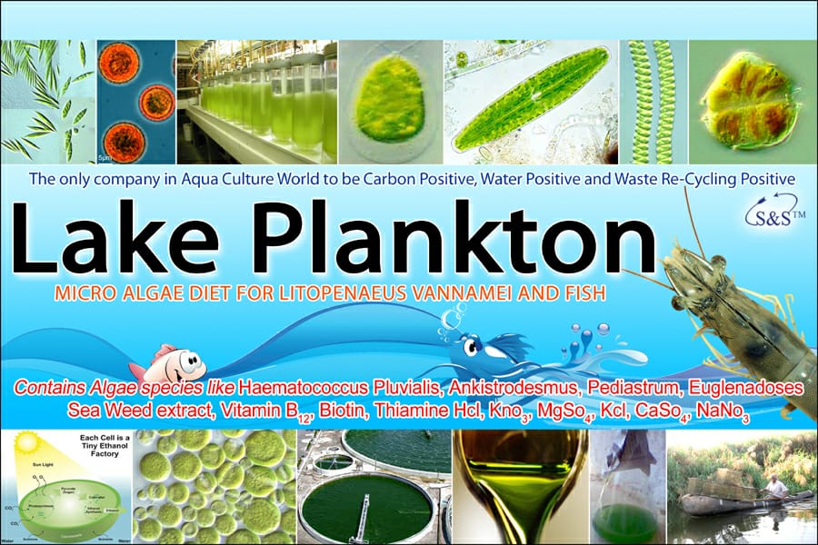 Lake Plankton
