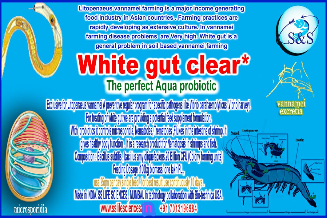 White Gut Clear